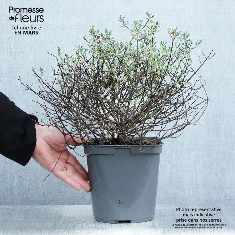 Example of Abelia grandiflora Confetti Topf mit 3L/4L as you get in printemps