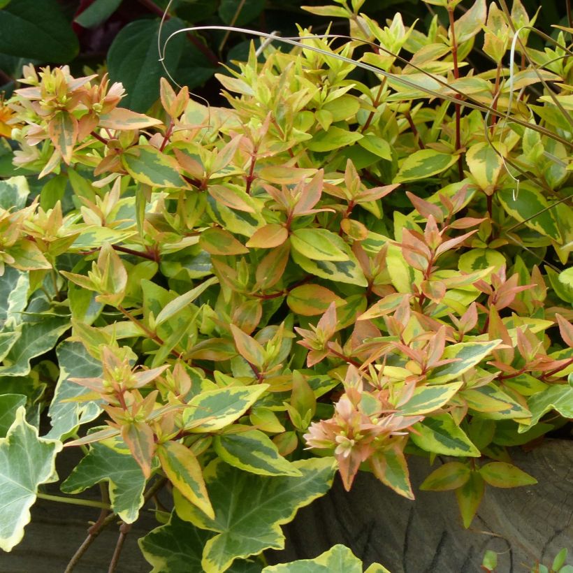 Abelia grandiflora Kaleidoscope (Foliage)
