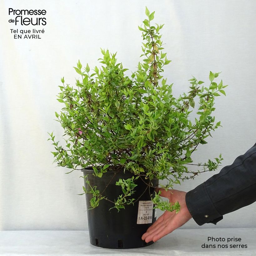 Example of Abelia grandiflora Kaleidoscope Topf mit 3L/4L as you get in printemps