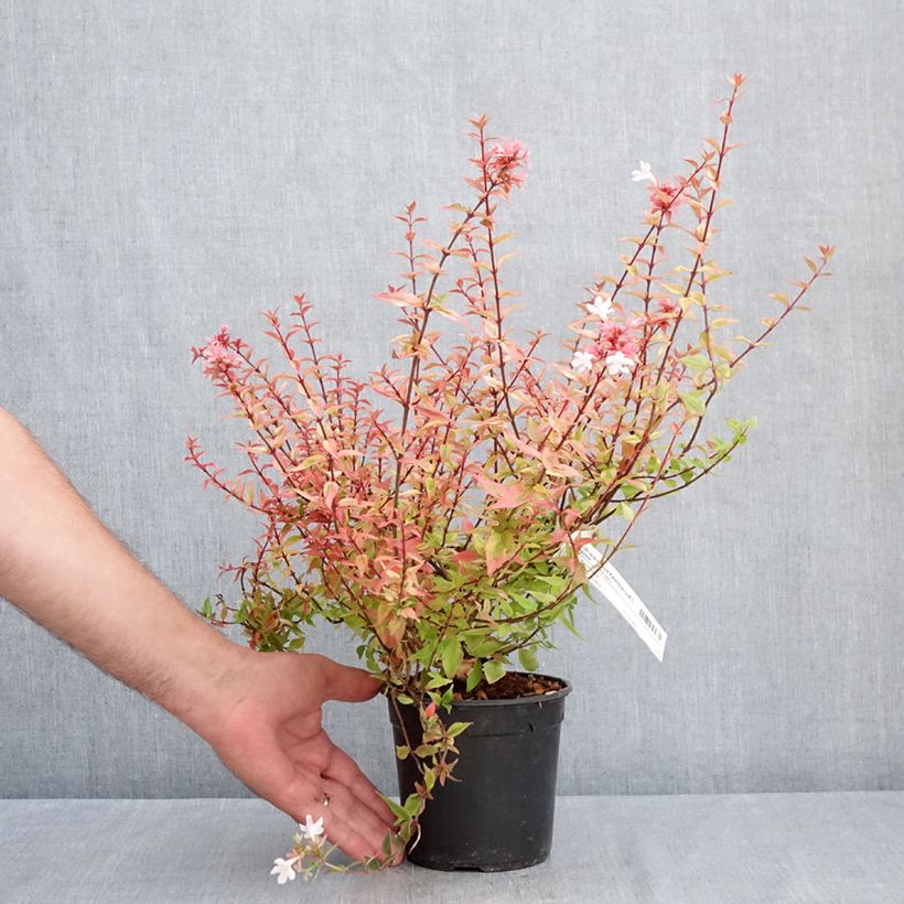 Example of Abelia grandiflora Kaleidoscope Topf mit 1L/1,5L as you get in ete