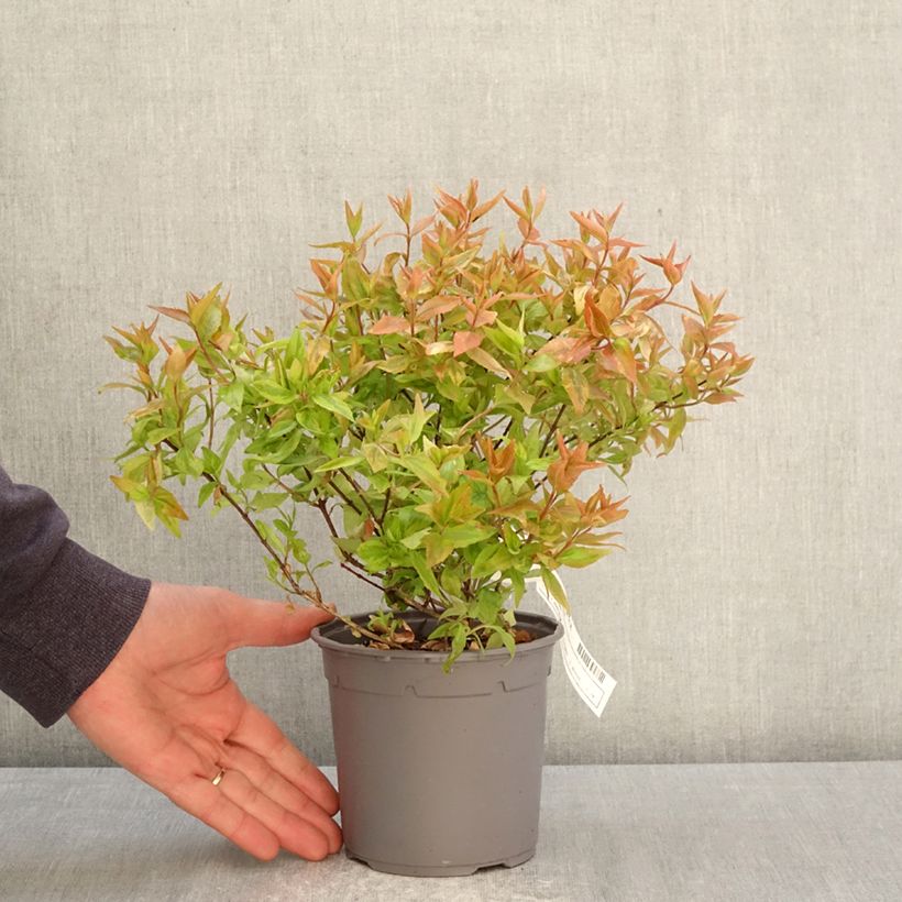 Exemplar von Abelia grandiflora Kaleidoscope Topf mit 1L/1,5L wie im Frühjahr geliefert