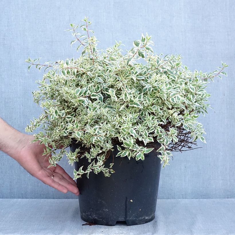 Exemplar von Abelia grandiflora Pink Lady - Abélia à grandes fleurs Topf mit 7,5L/10L wie im Herbst geliefert