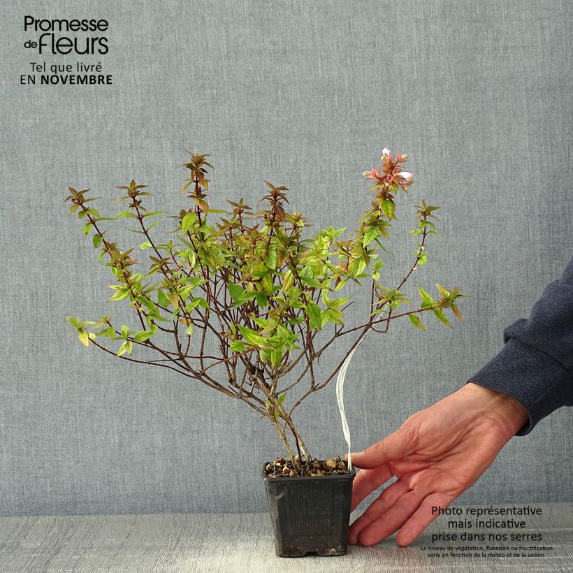 Exemplar von Abelia grandiflora Pisto Godet de 8/9 cm wie im Herbst geliefert