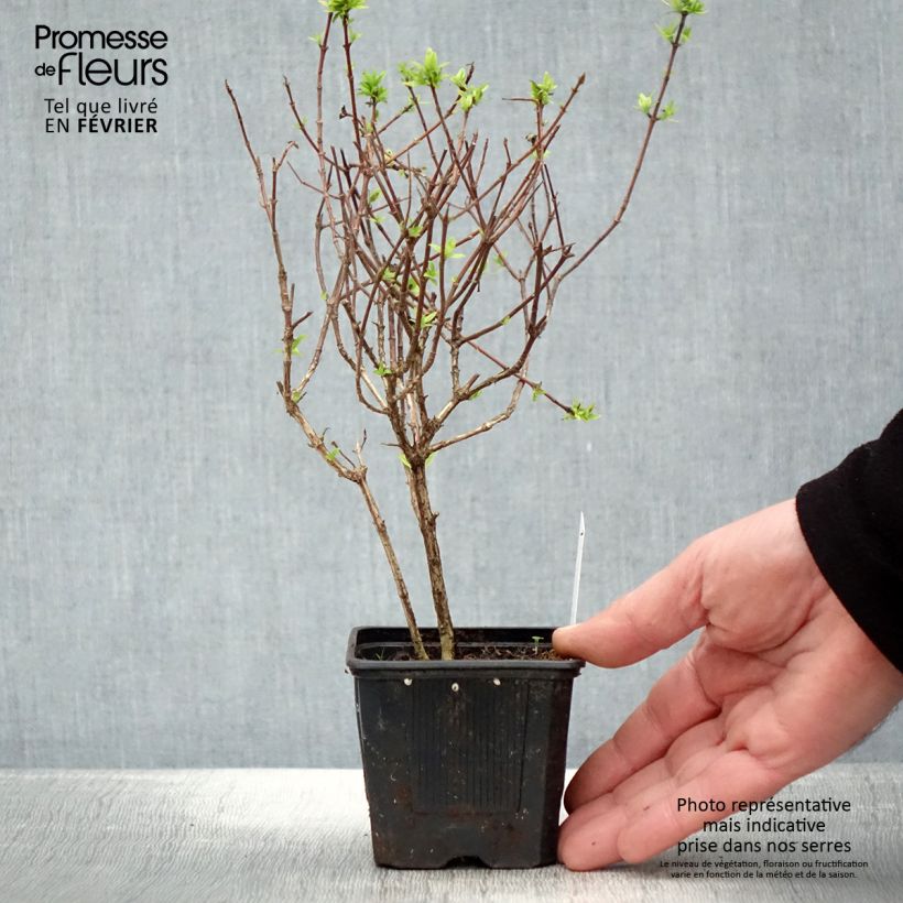 Example of Abelia grandiflora Pisto Kleine Töpfe von 8/9 cm as you get in hiver