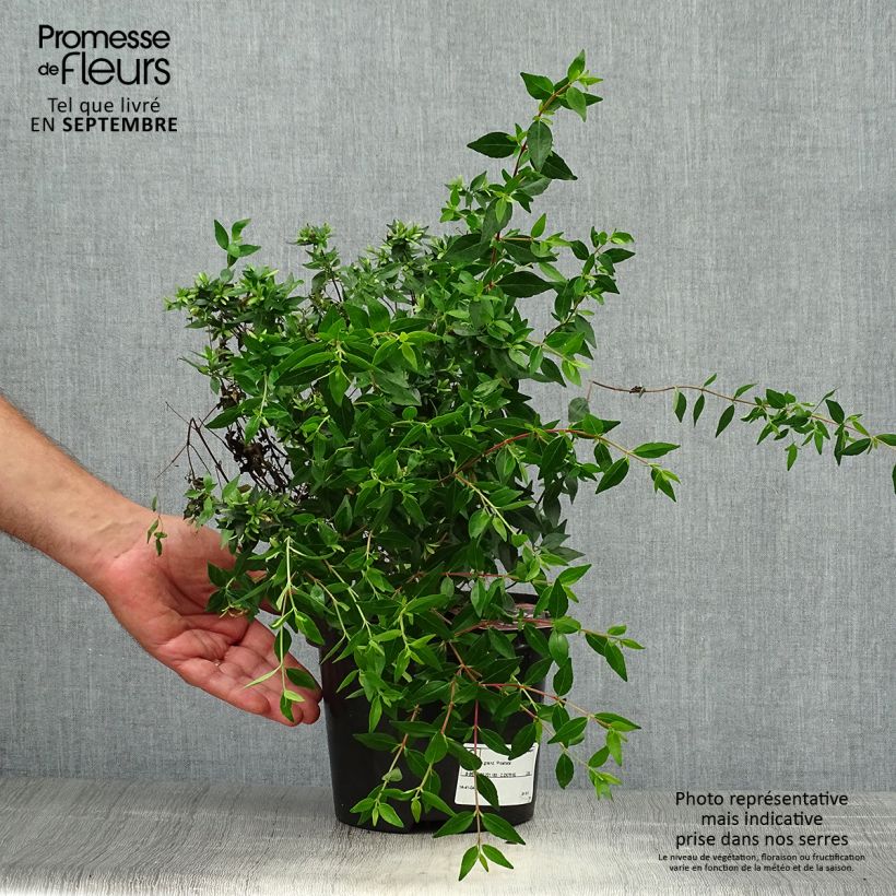 Exemplar von Abelia grandiflora Prostrata Topf mit 2L/3L wie im Herbst geliefert