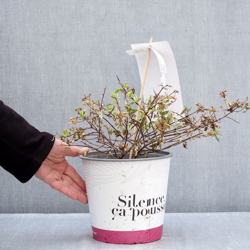 Exemplar von Abelia grandiflora Psykedelik Topf mit 4L/5L wie im Winter geliefert