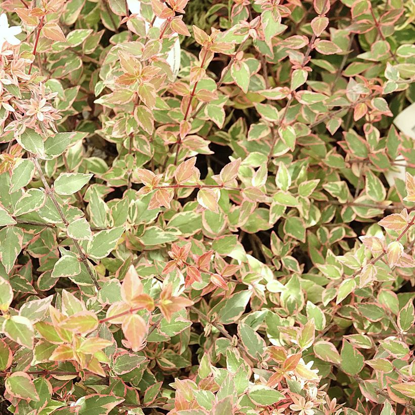Abelia grandiflora Psykedelik (Laub)