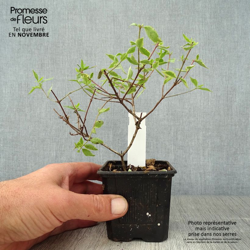Exemplar von Abelia grandiflora Sunshine Daydream Godet de 8/9 cm wie im Herbst geliefert