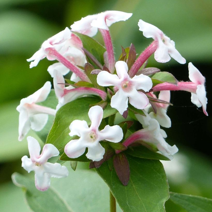 Abelia mosanensis Monia - Koreanische Abelie (Flowering)