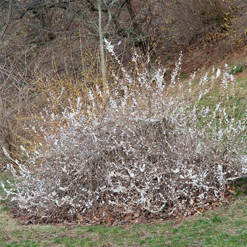 Abeliophyllum distichum - Schneeforsythie (Plant habit)