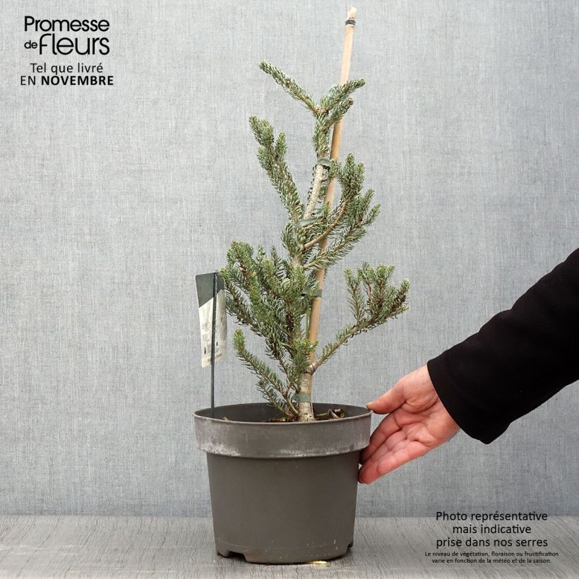 Exemplar von Abies koreana Silberlocke - Koreanische Tanne Topf mit 4L/5L wie im Herbst geliefert