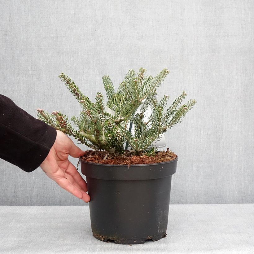 Exemplar von Abies koreana Silberlocke - Sapin de Corée Pot de 4L/5L wie im Winter geliefert