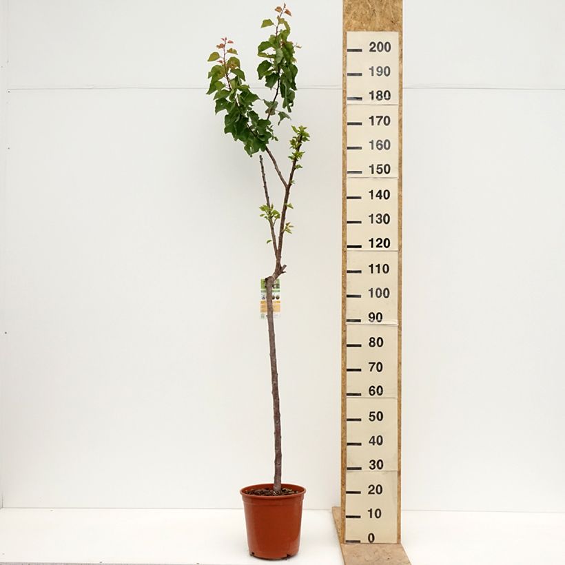 Exemplar von Aprikose Bergeron - Prunus armeniaca Topf mit 7,5L/10L, Halbstamm wie im Frühjahr geliefert