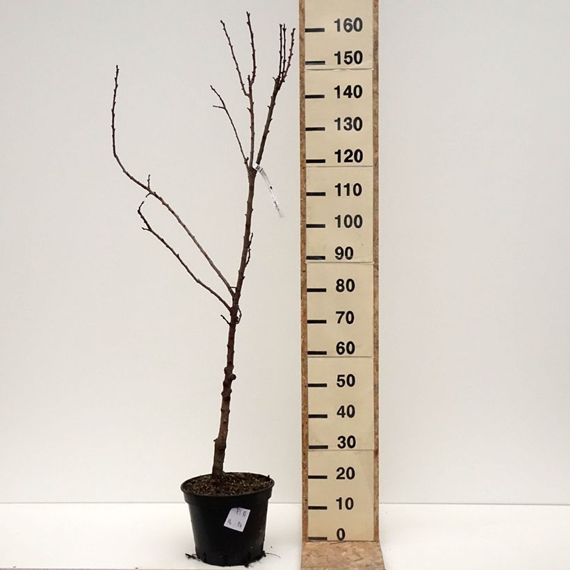 Exemplar von Abricotier Bergeval Pot de 7,5L/10L, Gobelet wie im Winter geliefert
