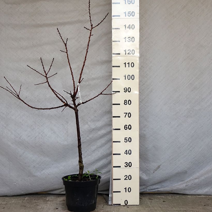 Exemplar von Aprikose Bergeval - Prunus armeniaca Topf mit 7,5L/10L, Gobelet-Form wie im Frühjahr geliefert