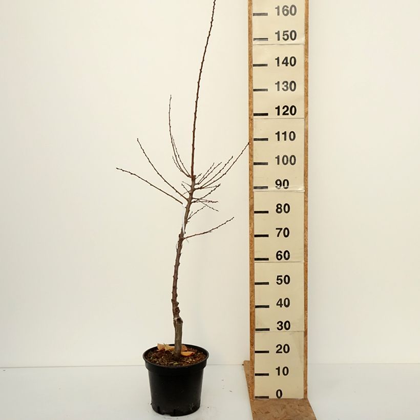 Exemplar von Aprikose Bergeval - Prunus armeniaca Topf mit 12L/15L, Gobelet-Form wie im Herbst geliefert