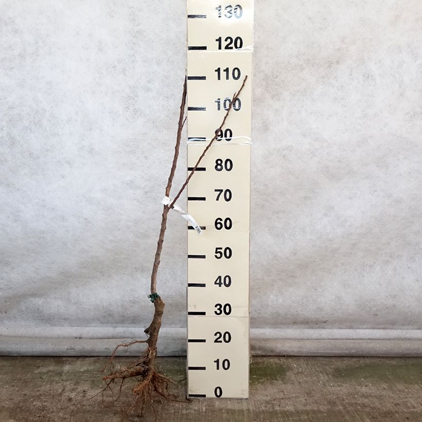 Exemplar von Aprikose Canino Bio - Prunus armeniaca Wurzelnackt, Heister wie im Winter geliefert