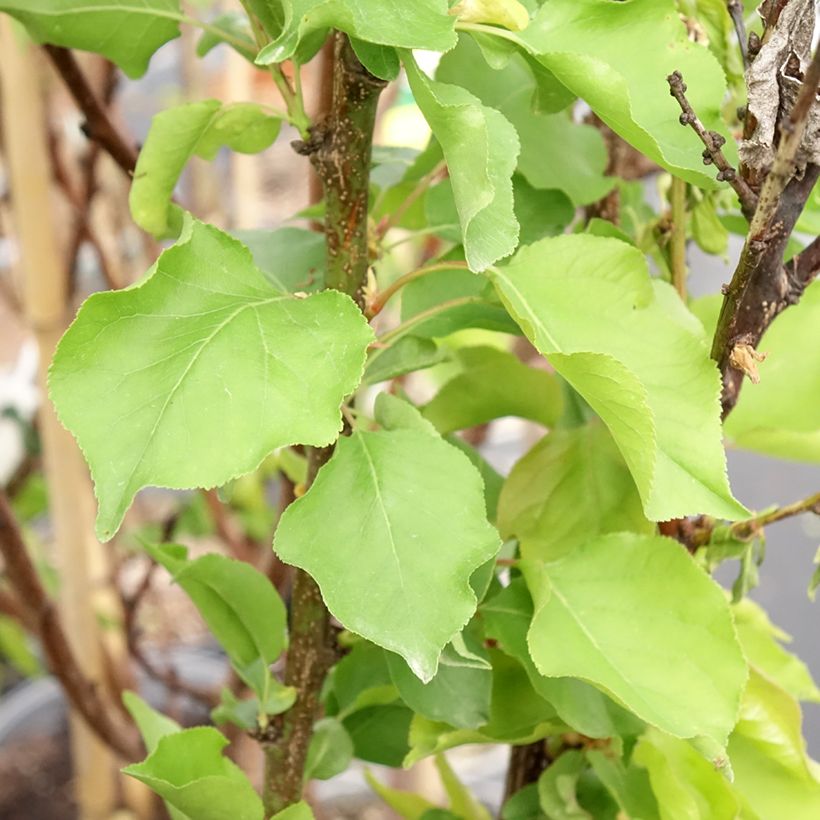 Aprikose Canino - Prunus armeniaca (Foliage)