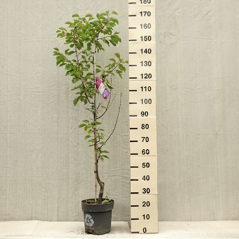 Exemplar von Aprikose Goldrich - Prunus armeniaca Topf mit 7,5L/10L, Gobelet-Form wie im Sommer geliefert