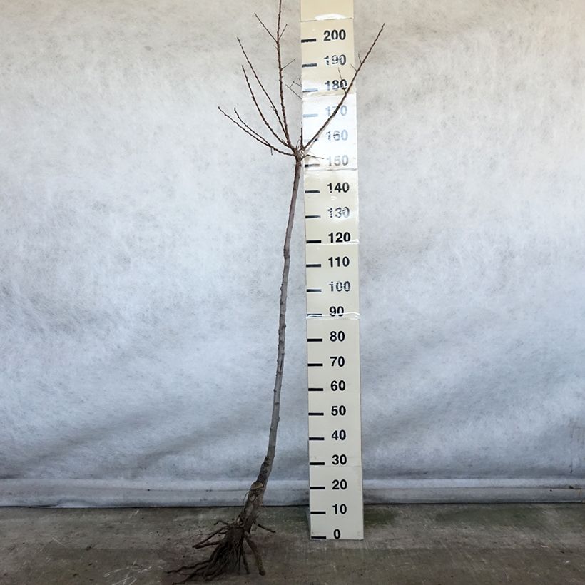 Exemplar von Aprikose Luizet - Prunus armeniaca Wurzelnackt, Halbstamm wie im Winter geliefert