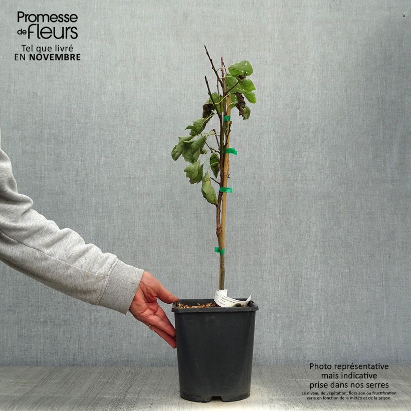 Exemplar von Abricotier nain Fruit Me Apricot Me Pending Pot de 4L/5L, Nain wie im Herbst geliefert