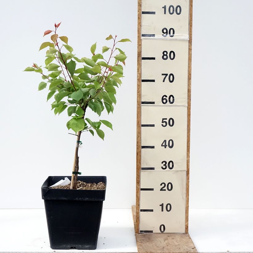 Exemplar von Aprikose Fruit Me Apricot Me Pending - Prunus armeniaca Topf mit 12L/15L, Zwergform wie im Frühjahr geliefert