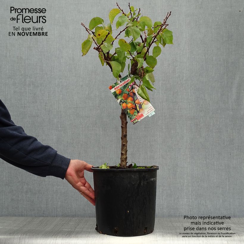 Exemplar von Aprikose Garden Aprigold - Prunus armeniaca Topf mit 6L/7L, 1/4 Stängel wie im Herbst geliefert