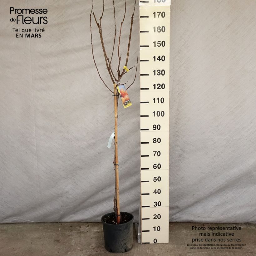 Example of Aprikose Polonais - Prunus armeniaca Topf mit 7,5L/10L, Halbstamm as you get in printemps