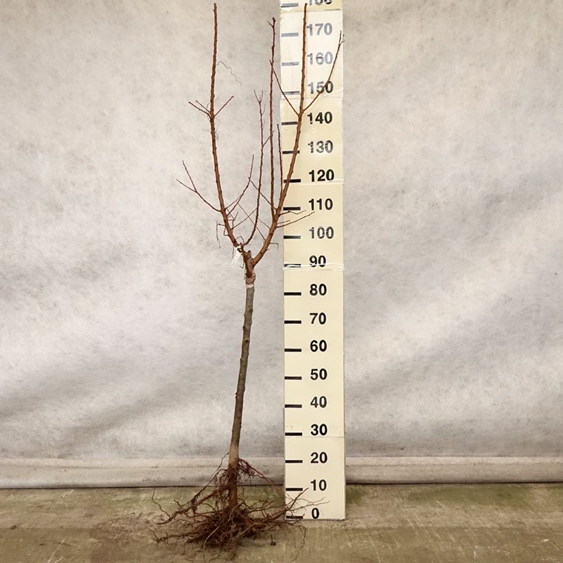 Exemplar von Aprikose Polonais - Prunus armeniaca Wurzelnackt, Gobelet-Form wie im Herbst geliefert