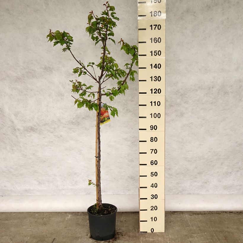Example of Aprikose Polonais - Prunus armeniaca Topf mit 7,5L/10L, Gobelet-Form as you get in printemps
