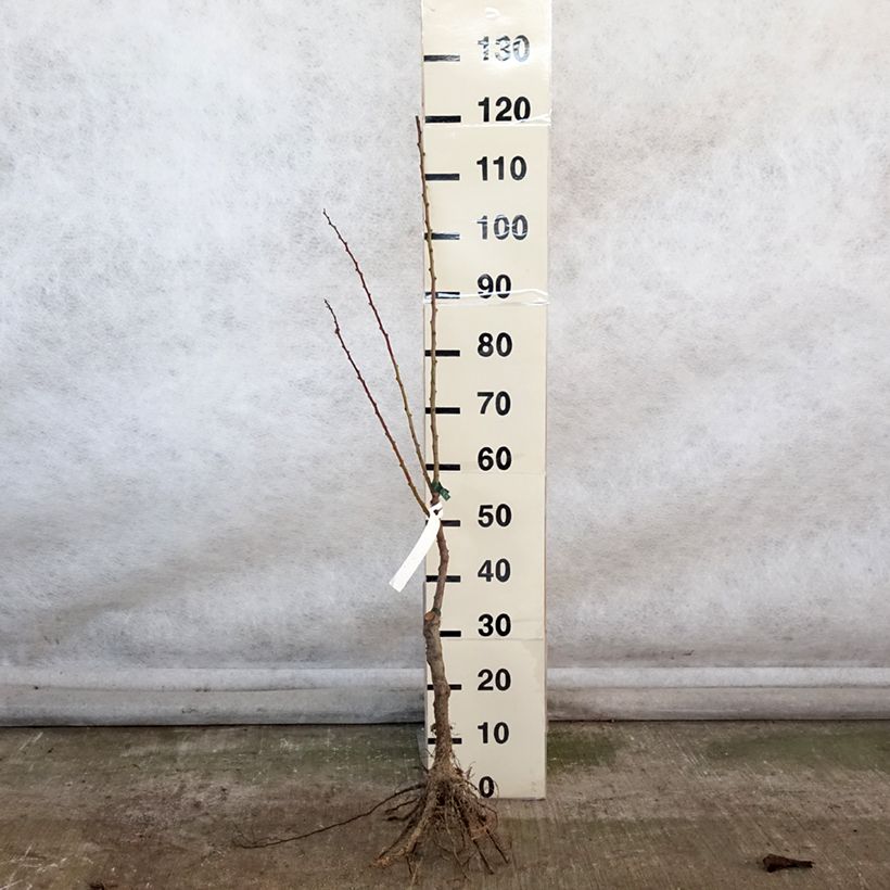 Exemplar von Aprikose Précoce de Saumur Bio - Prunus armeniaca Wurzelnackt, Heister wie im Winter geliefert