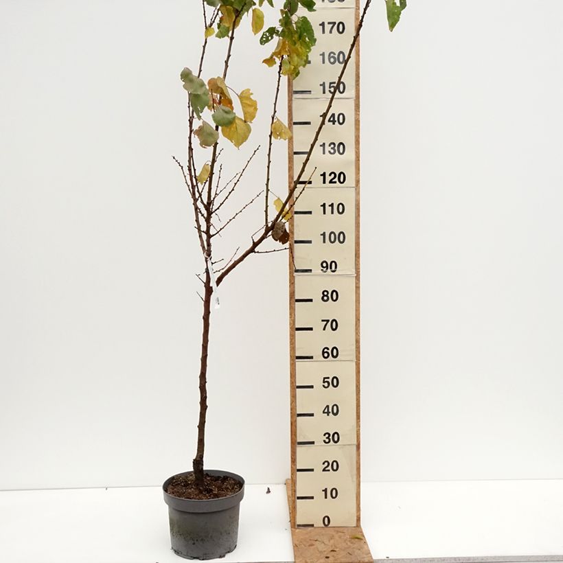 Exemplar von Aprikose Précoce de Saumur - Prunus armeniaca Topf mit 7,5L/10L, Gobelet-Form wie im Herbst geliefert