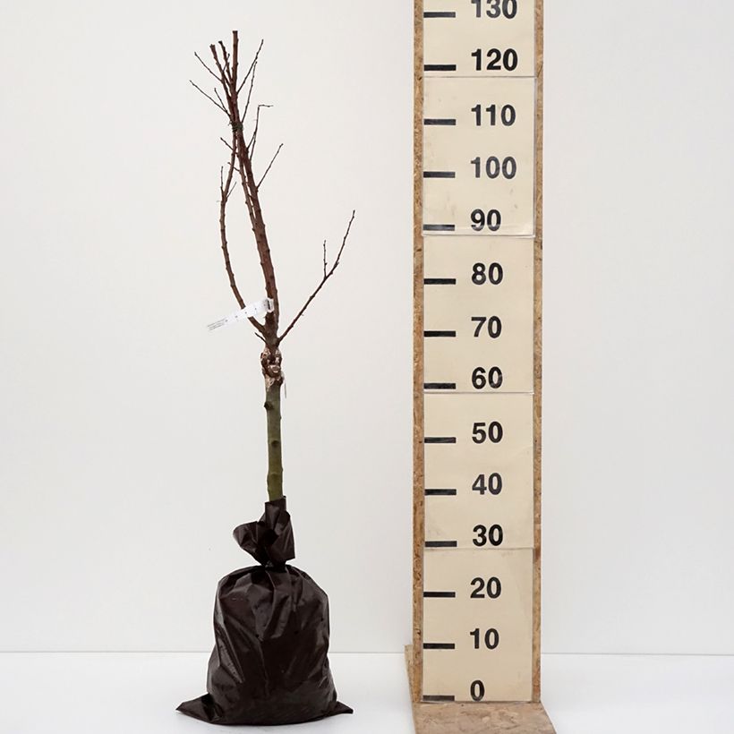 Exemplar von Abricotier - Prunus armeniaca Compacta Motte "Prêt-à-planter", 1/4 de tige wie im Winter geliefert