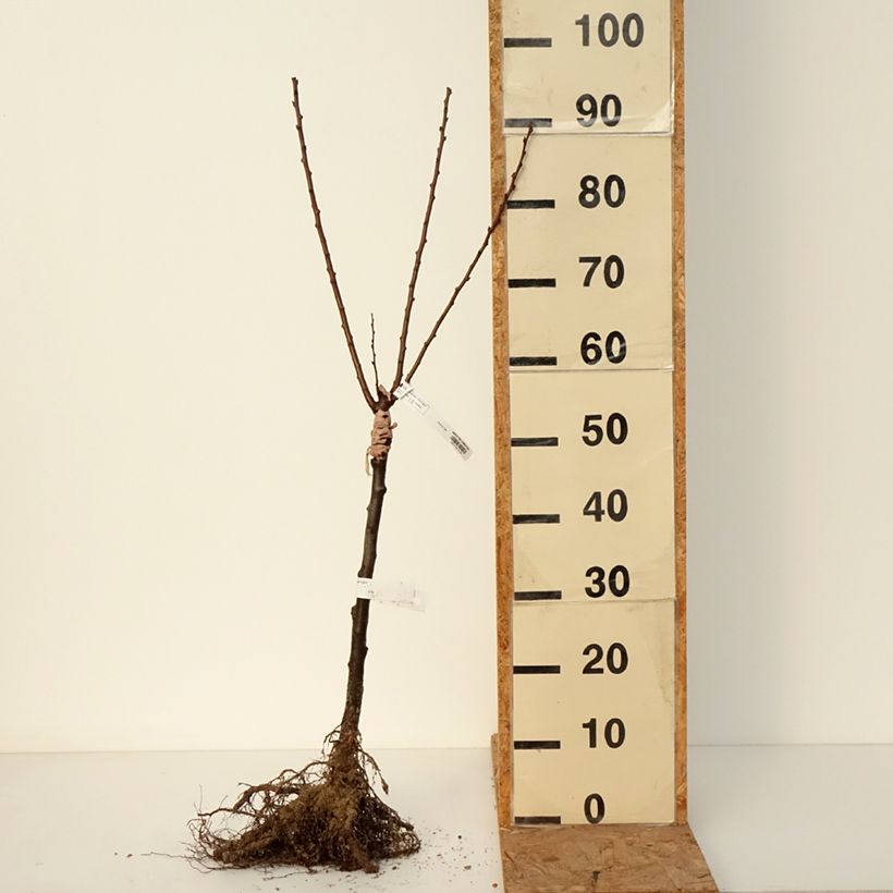 Exemplar von Aprikose Compacta - Prunus armeniaca Wurzelnackt, 1/4 Stängel wie im Winter geliefert