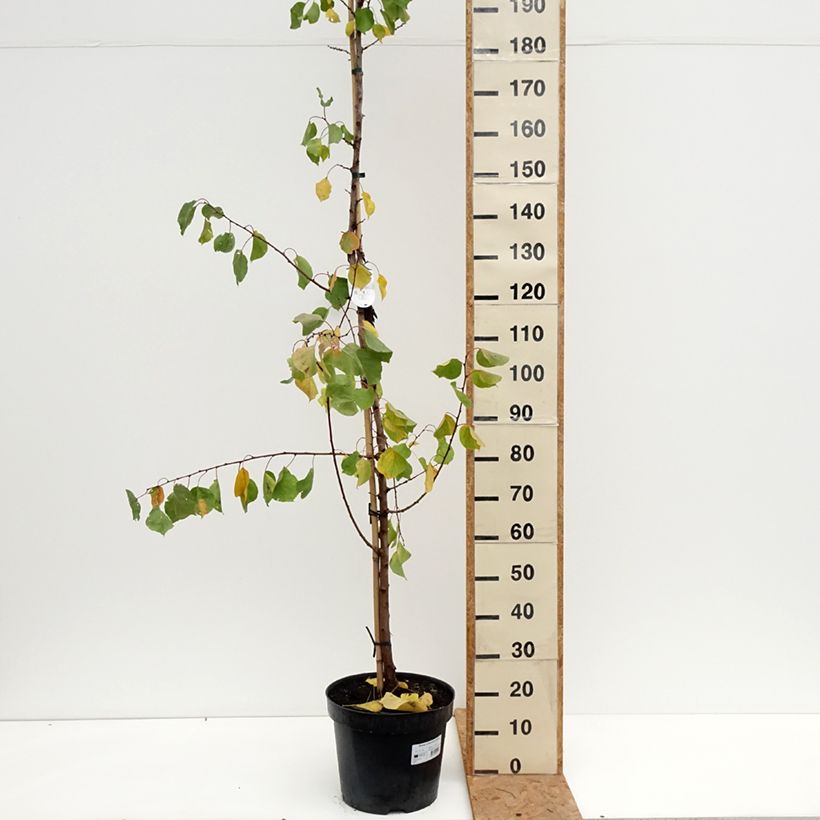 Exemplar von Aprikose Harcot - Prunus armeniaca Topf mit 12L/15L, Gobelet-Form wie im Herbst geliefert