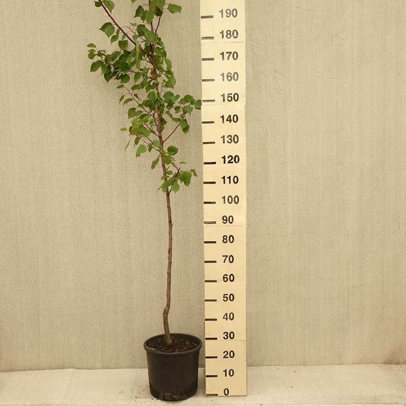Exemplar von Aprikose Harcot - Prunus armeniaca Topf mit 12L/15L, Gobelet-Form wie im Sommer geliefert