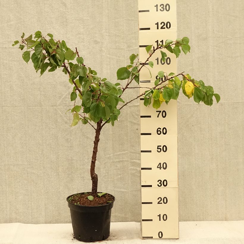 Exemplar von Abricotier - Prunus armeniaca Meilleur de Hongrie Pot de 7,5L/10L, Gobelet wie im Herbst geliefert