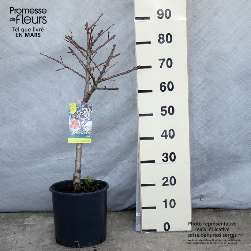 Example of Aprikose Nanum - Prunus armeniaca Topf mit 7,5L/10L, Zwergform as you get in printemps