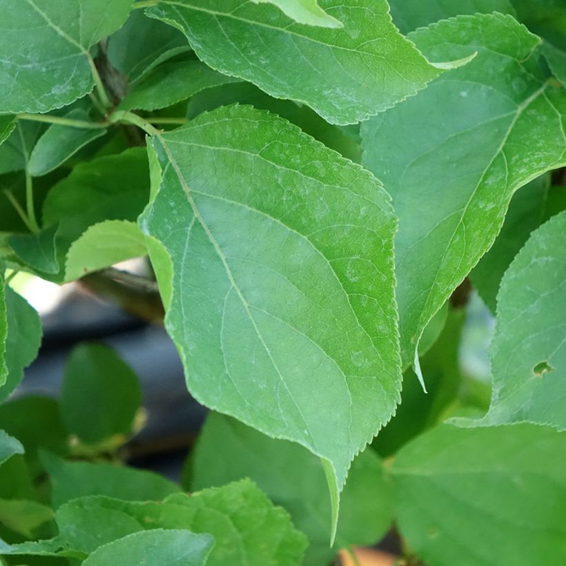 Aprikose Nanum - Prunus armeniaca (Foliage)