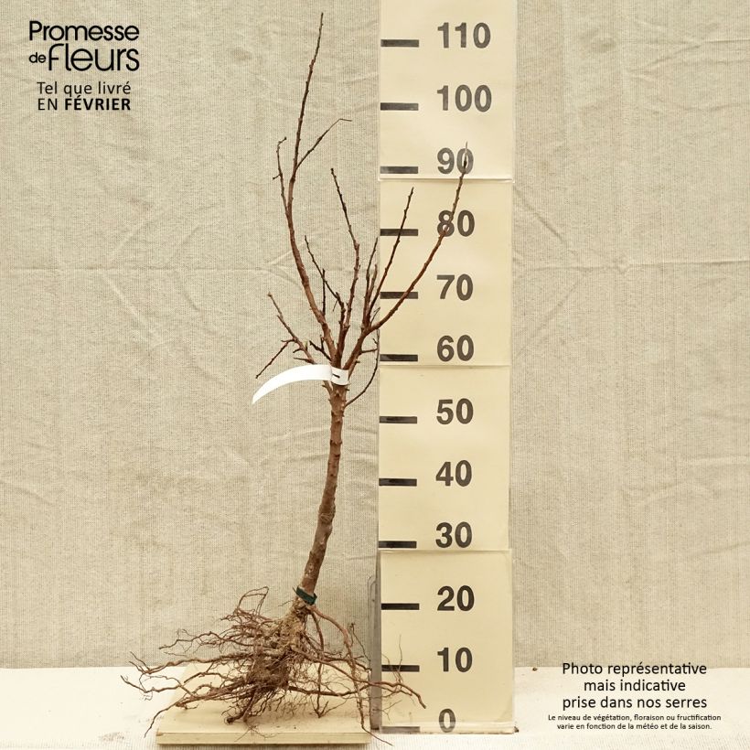 Exemplar von Aprikose Rouge du Roussillon Bio - Prunus armeniaca Wurzelnackt, Heister wie im Winter geliefert