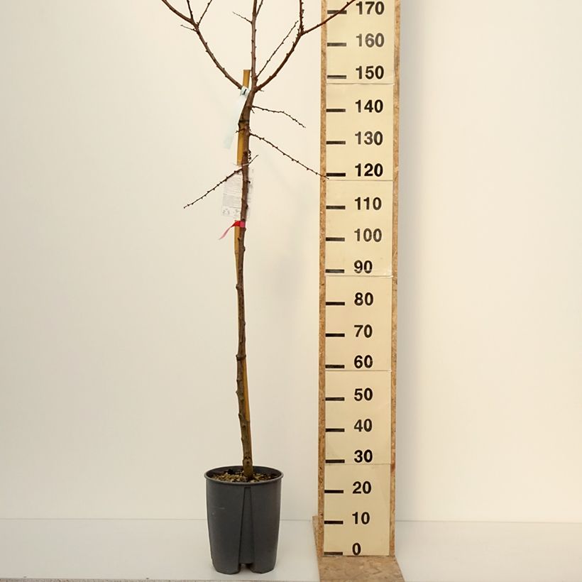 Exemplar von Aprikose Rouge du Roussillon - Prunus armeniaca Topf mit 70L/75L, Stamm wie im Winter geliefert