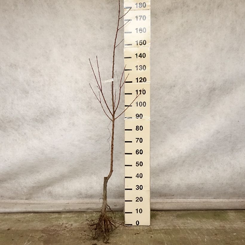 Exemplar von Aprikose Rouge du Roussillon - Prunus armeniaca Wurzelnackt, Heister wie im Herbst geliefert