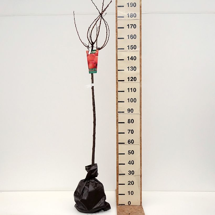 Exemplar von Aprikose Rouge Tardif Delbard 'Delmast' - Prunus armeniaca Ballenware "Fertig-zum-Pflanzen", Halbstamm wie im Herbst geliefert