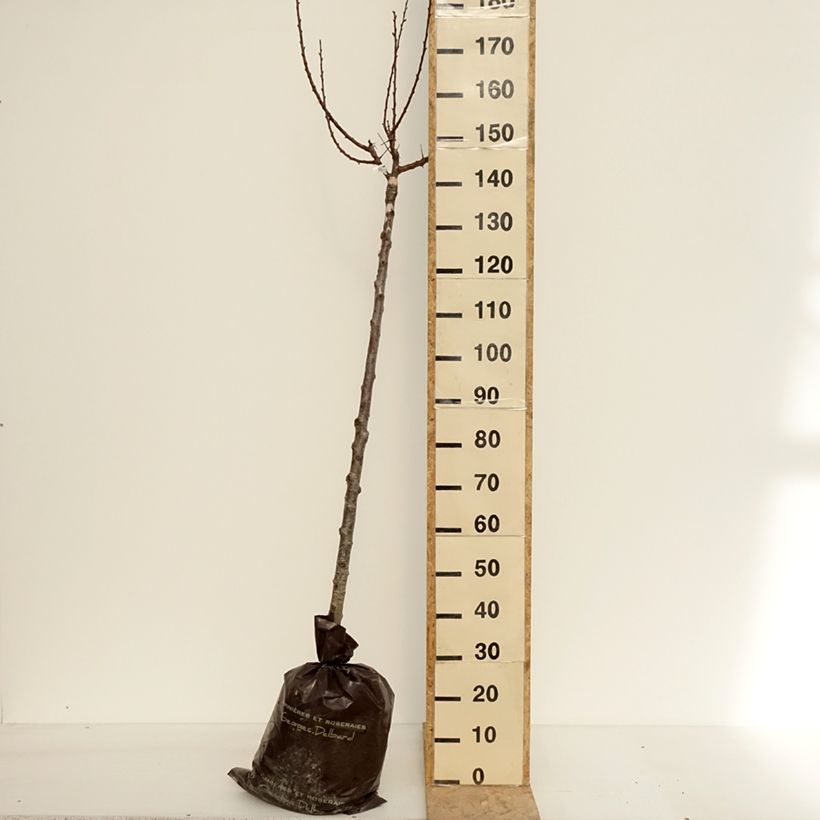 Exemplar von Aprikose Rouge Tardif Delbard 'Delmast' - Prunus armeniaca Plug "Fertig-zum-Pflanzen", Halbstamm wie im Frühjahr geliefert