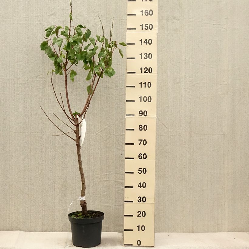 Exemplar von Abricotier Royal Pot de 7,5L/10L, Gobelet wie im Herbst geliefert