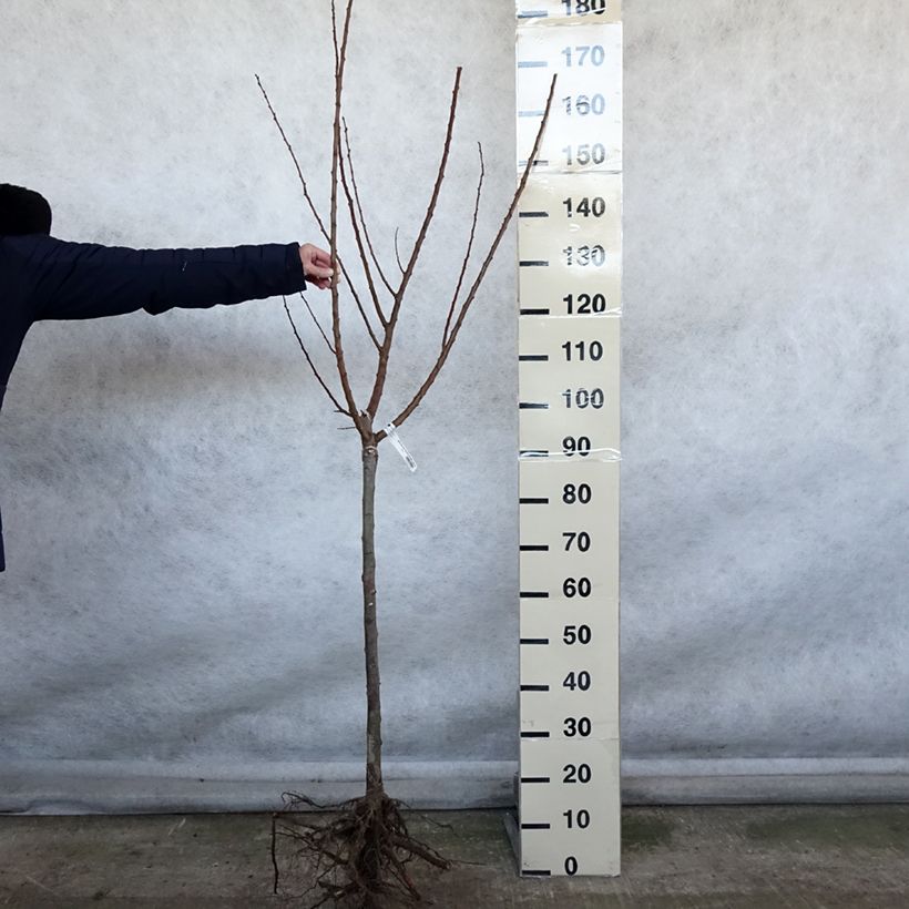 Exemplar von Aprikose Rustique Des Pyrénées bourquin - Prunus armeniaca Wurzelnackt, Gobelet-Form wie im Winter geliefert
