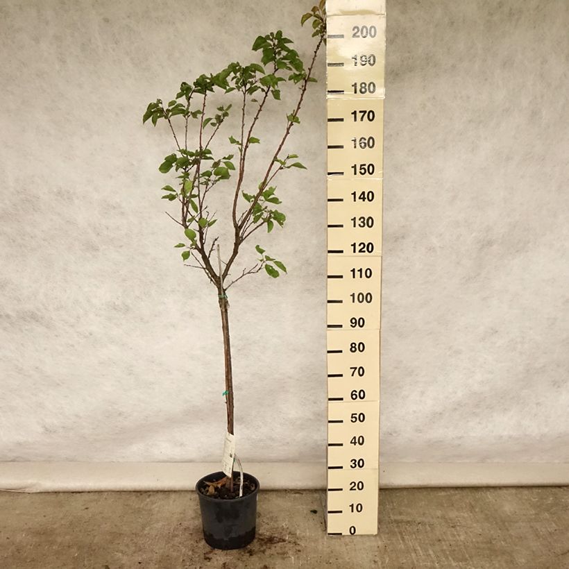 Exemplar von Aprikose Tardif de Tain - Prunus armeniaca Topf mit 7,5L/10L, Halbstamm wie im Sommer geliefert