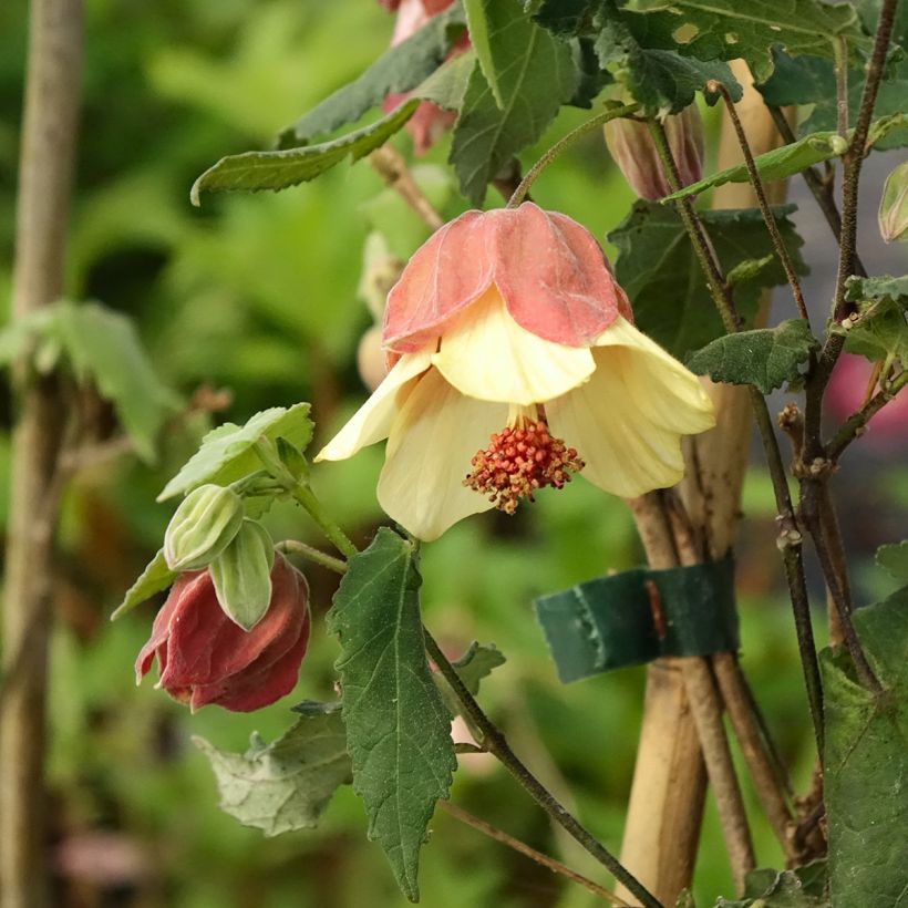 Abulilon megapotamicum Ines - Schönmalve (Blüte)