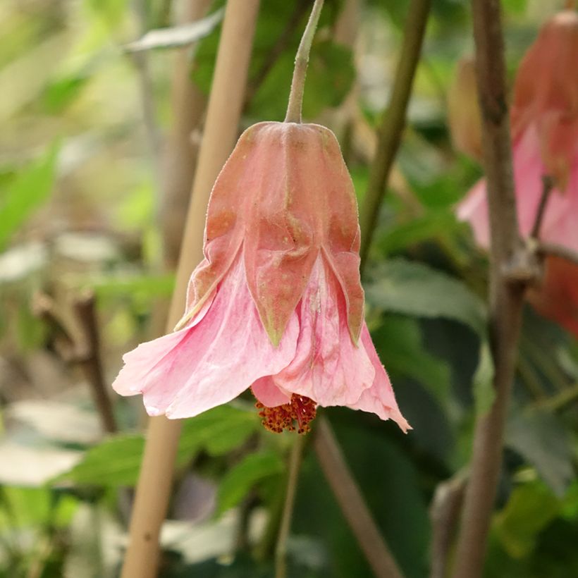 Abutilon Pink Charm - Schönmalve (Flowering)