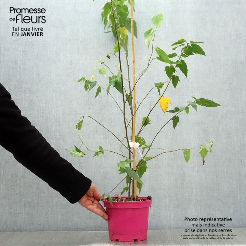Exemplar von Abutilon Pink Charm Pot de 3L/4L wie im Winter geliefert